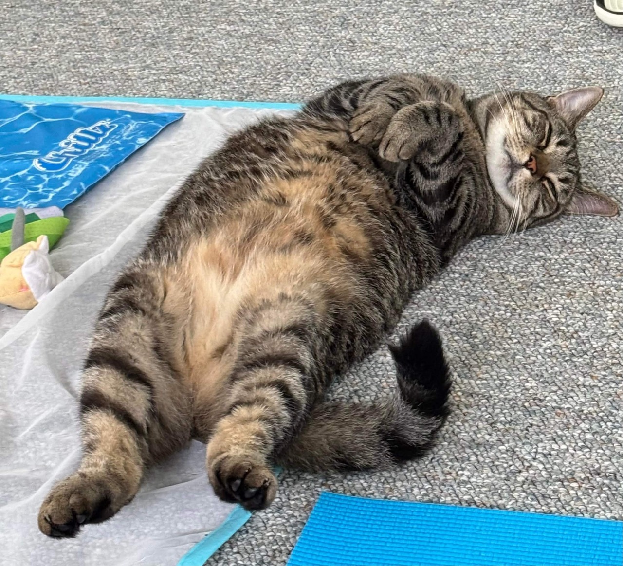 Levi belly-up on a cooling mat