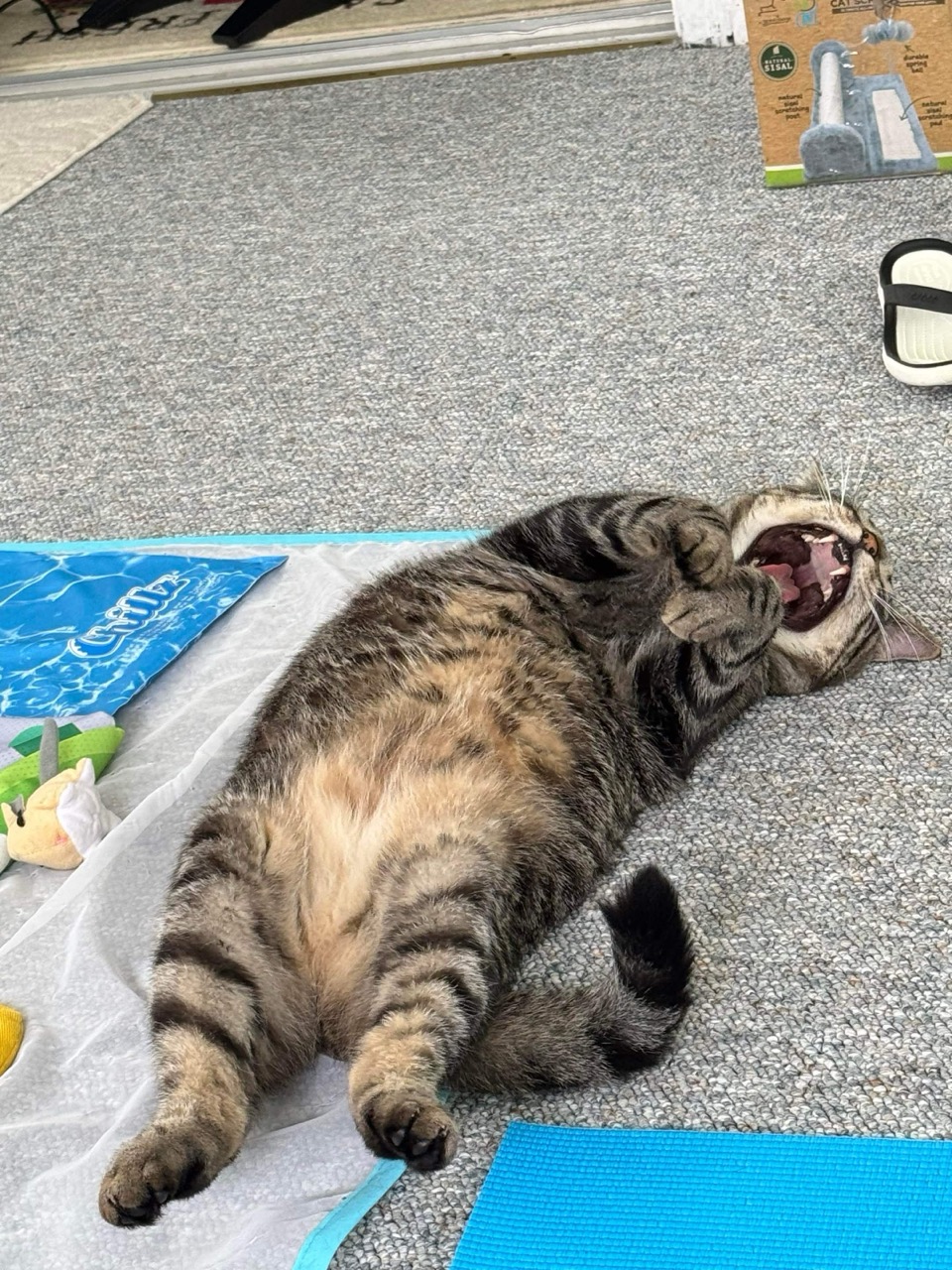 Levi mid-yawn on his back