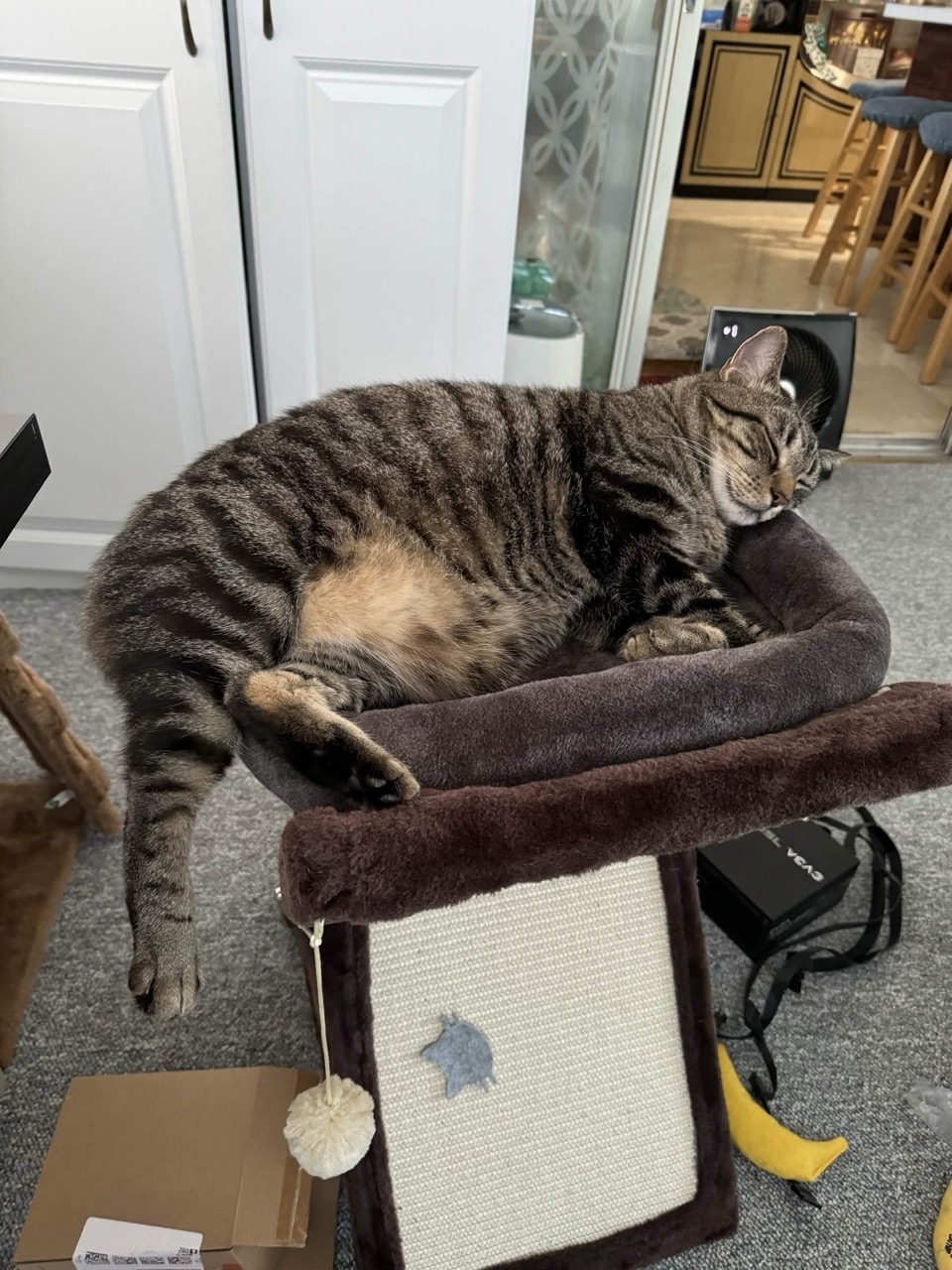 Levi asleep on the cat tree, leg dangling
