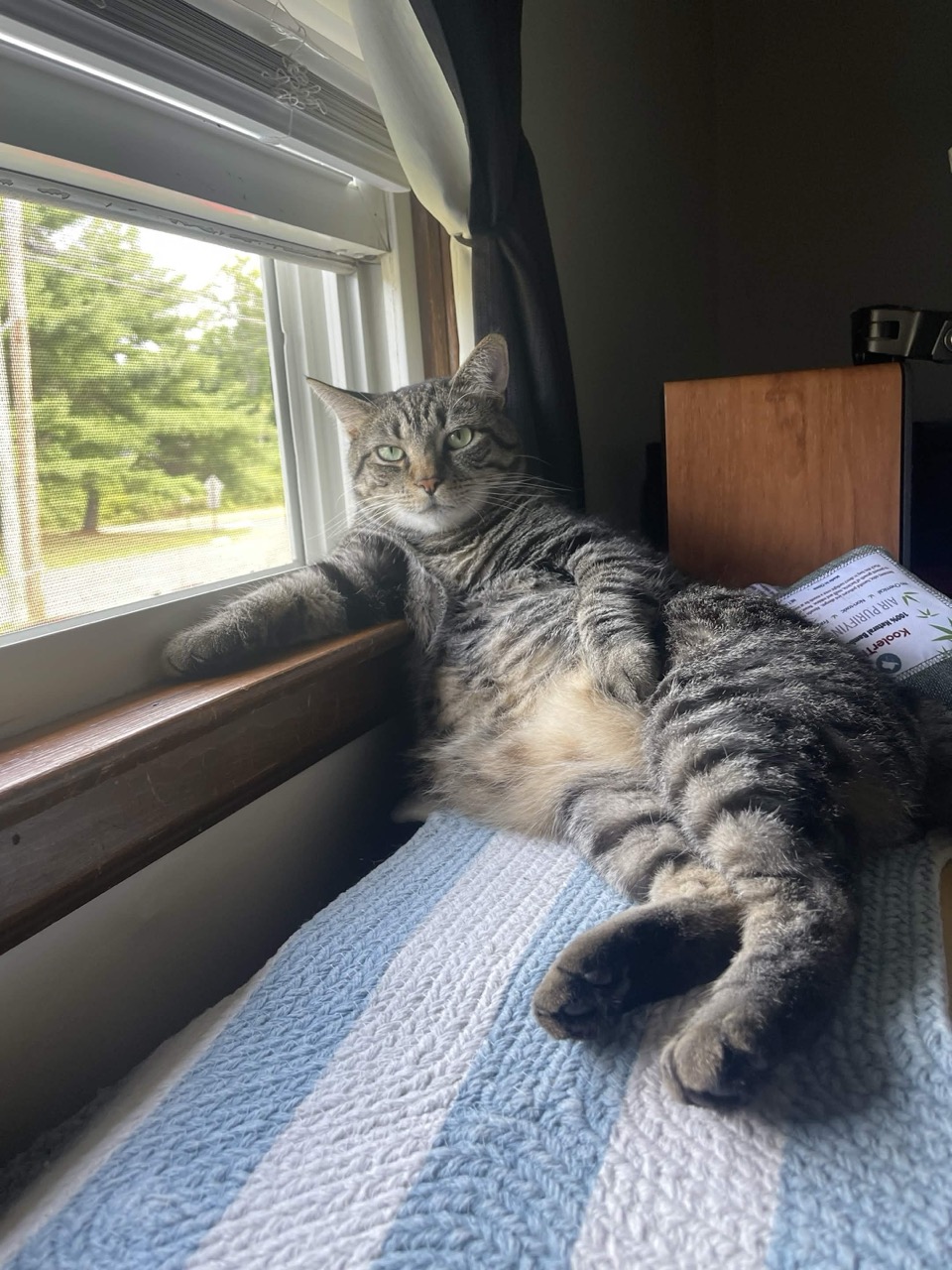 Levi reclining by the window like a boss